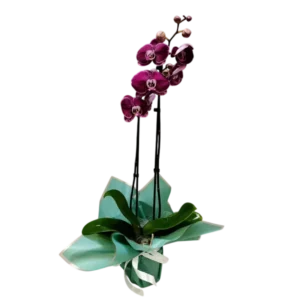 Purpple Orchid